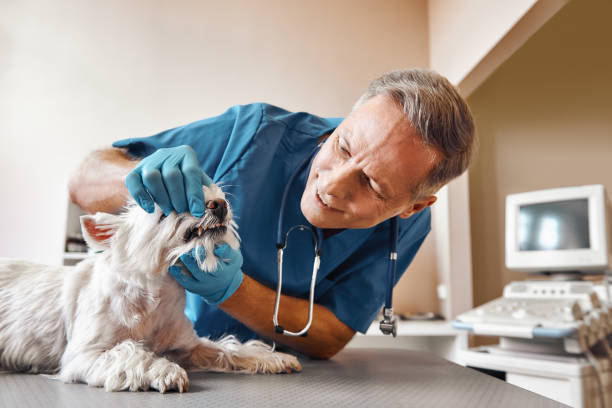 Best Weekend Emergency Dental Services in Portage, MI